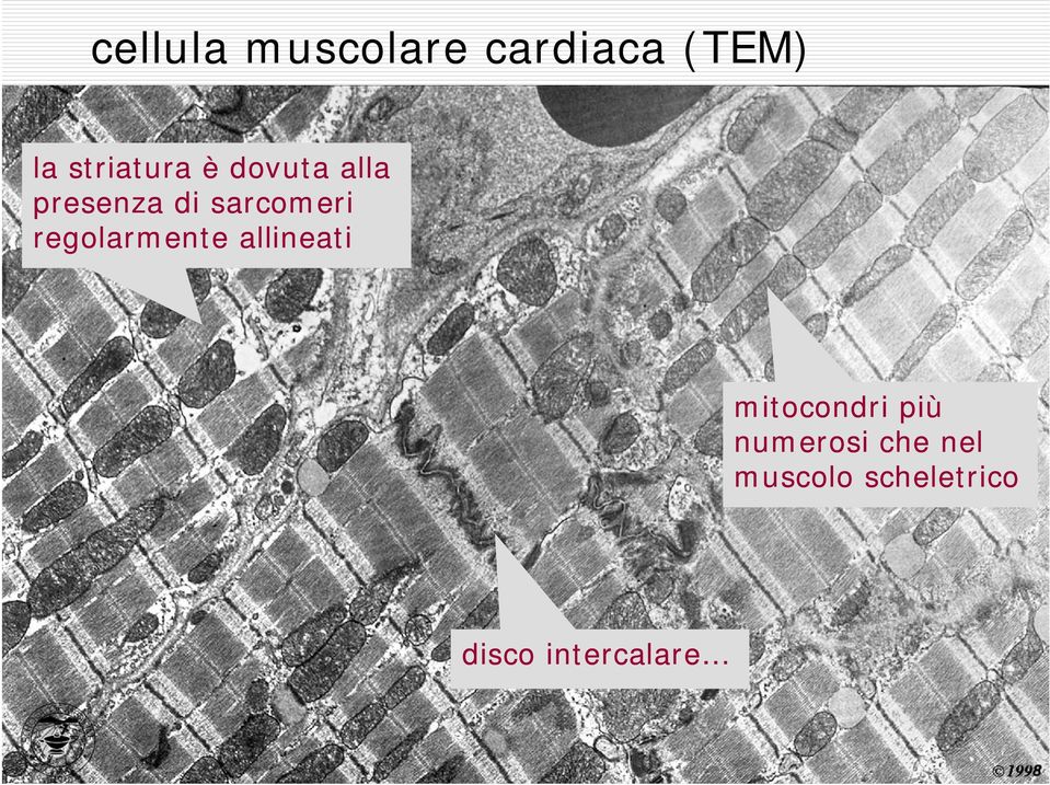 allineati mitocondri più numerosi che nel muscolo