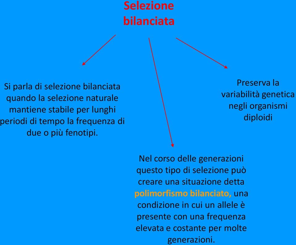 Preserva la variabilità genetica negli organismi diploidi Nel corso delle generazioni questo tipo di