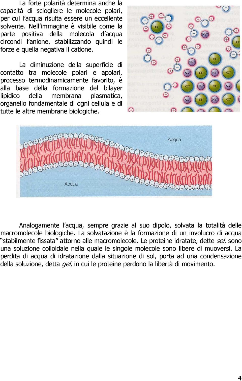 La diminuzione della superficie di contatto tra molecole polari e apolari, processo termodinamicamente favorito, è alla base della formazione del bilayer lipidico della membrana plasmatica, organello