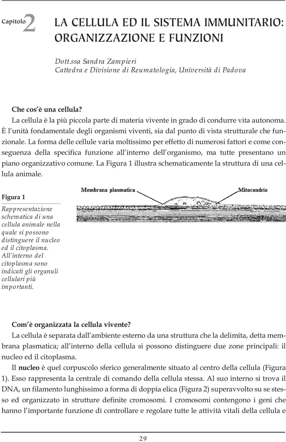 La forma delle cellule varia moltissimo per effetto di numerosi fattori e come conseguenza della specifica funzione all interno dell organismo, ma tutte presentano un piano organizzativo comune.