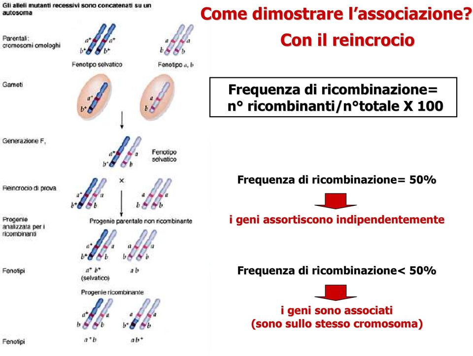 totale totale X 100 Frequenza di ricombinazione= 50% i geni