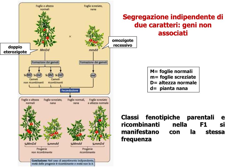 screziate D= altezza normale d= pianta nana Classi fenotipiche