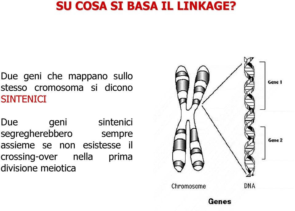 dicono SINTENICI Due geni sintenici segregherebbero