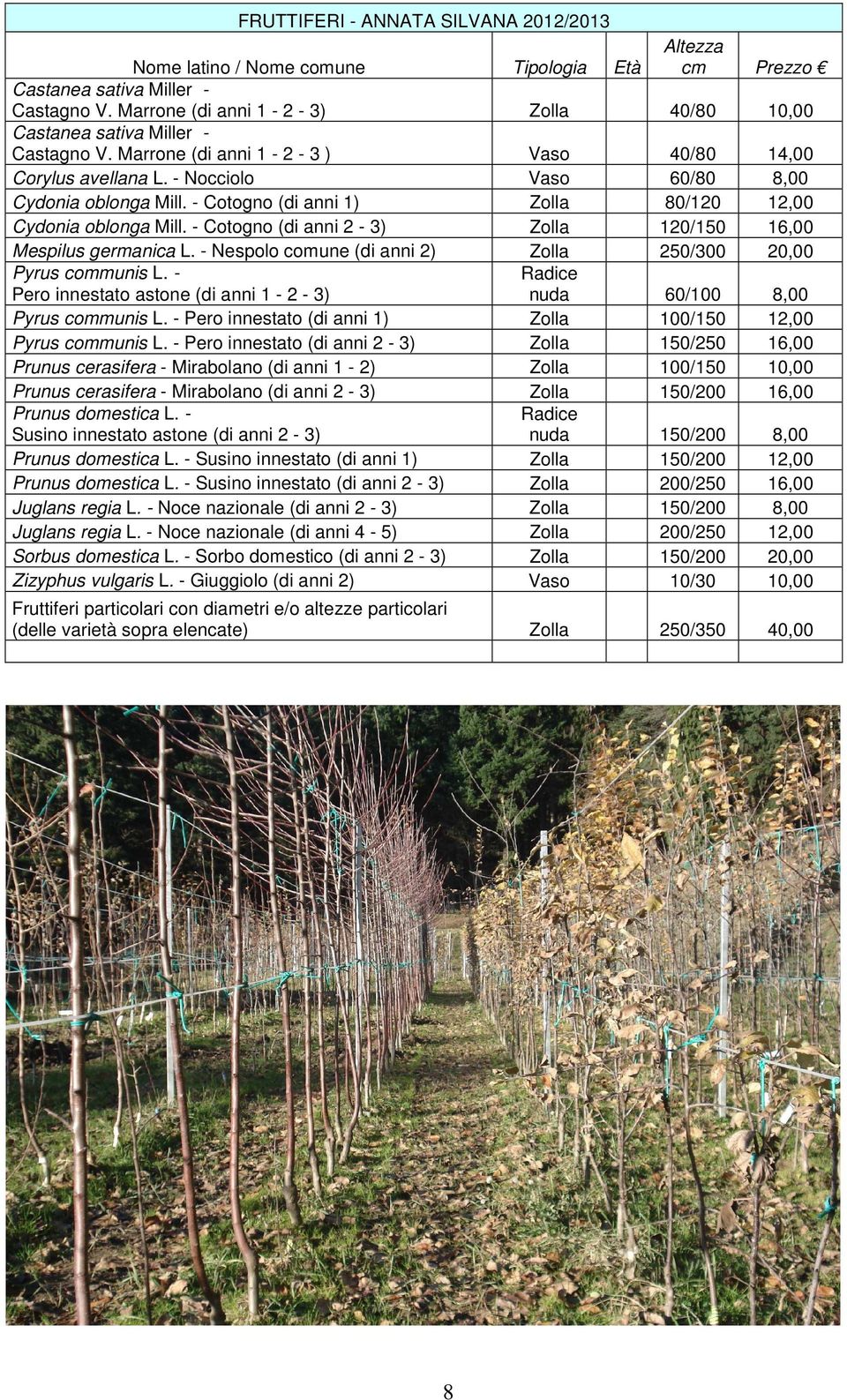 - Cotogno (di anni 1) Zolla 80/120 12,00 Cydonia oblonga Mill. - Cotogno (di anni 2-3) Zolla 120/150 16,00 Mespilus germanica L. - Nespolo comune (di anni 2) Zolla 250/300 20,00 Pyrus communis L.