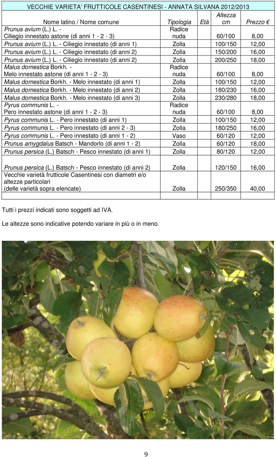 ) L. - Ciliegio innestato (di anni 2) Zolla 200/250 18,00 Malus domestica Borkh. - Melo innestato astone (di anni 1-2 - 3) 60/100 8,00 Malus domestica Borkh.