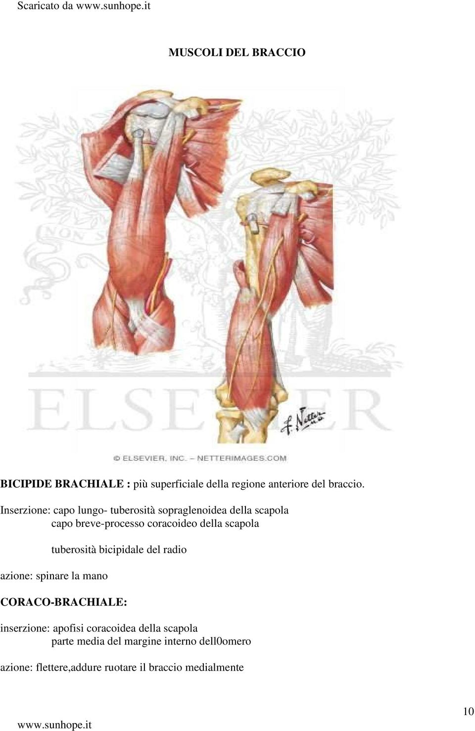 scapola tuberosità bicipidale del radio azione: spinare la mano CORACO-BRACHIALE: inserzione: apofisi