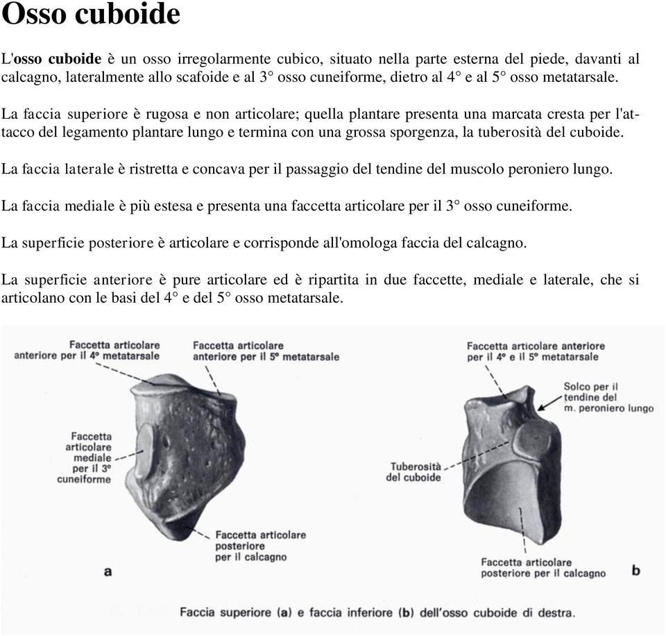 La faccia superiore è rugosa e non articolare; quella plantare presenta una marcata cresta per l'attacco del legamento plantare lungo e termina con una grossa sporgenza, la tuberosità del cuboide.