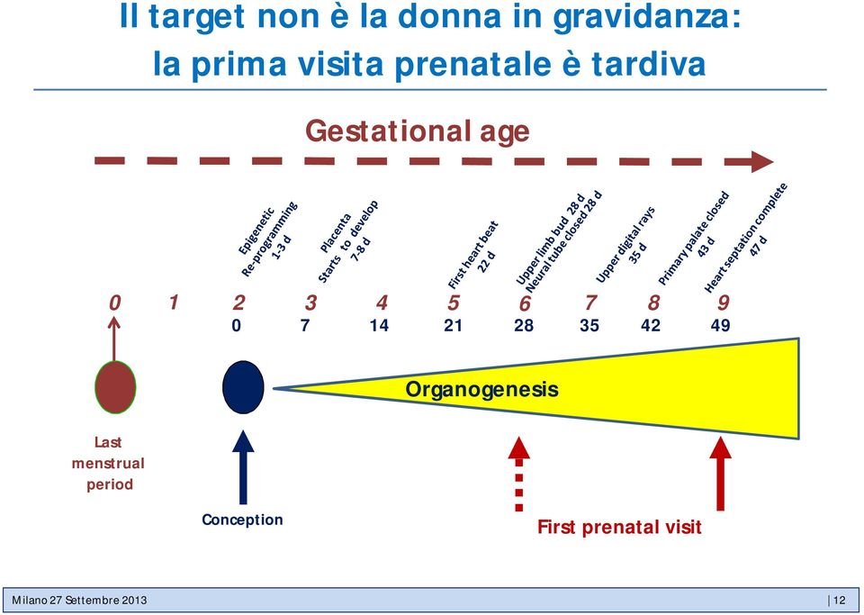 7 14 21 28 35 42 49 Organogenesis Last menstrual period