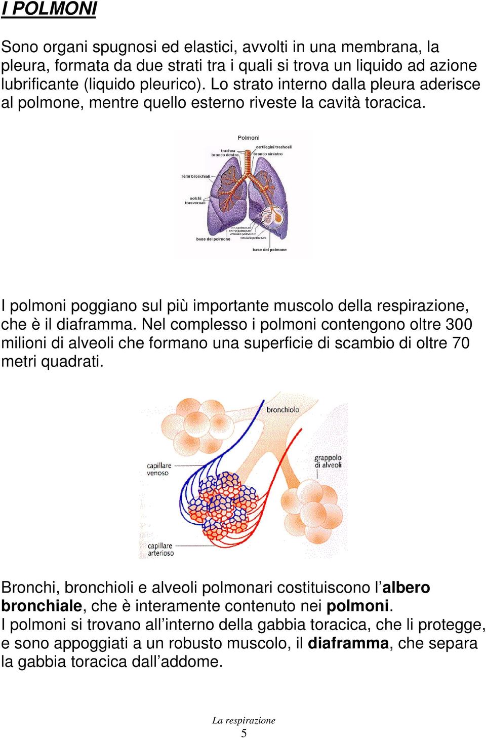 Nel complesso i polmoni contengono oltre 300 milioni di alveoli che formano una superficie di scambio di oltre 70 metri quadrati.