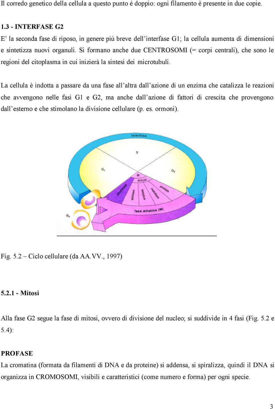 Si formano anche due CENTROSOMI (= corpi centrali), che sono le regioni del citoplasma in cui inizierà la sintesi dei microtubuli.