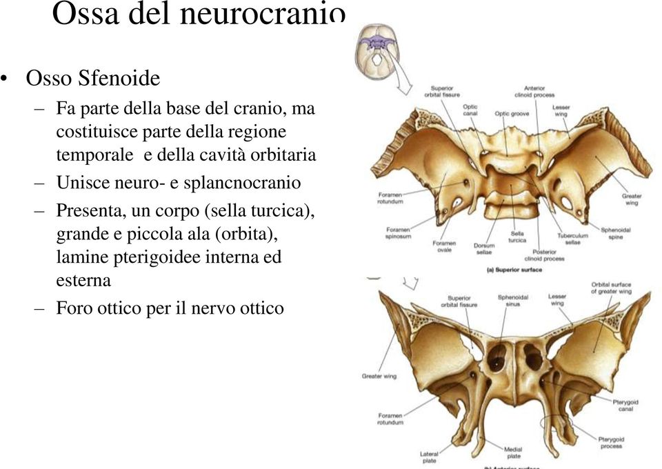 neuro- e splancnocranio Presenta, un corpo (sella turcica), grande e