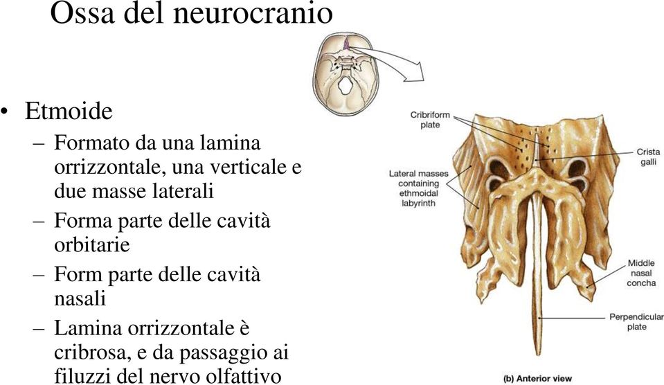 delle cavità orbitarie Form parte delle cavità nasali Lamina