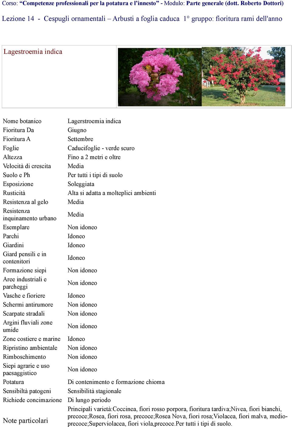 molteplici ambienti Principali varietà:coccinea, fiori rosso porpora, fioritura tardiva;nivea, fiori bianchi,