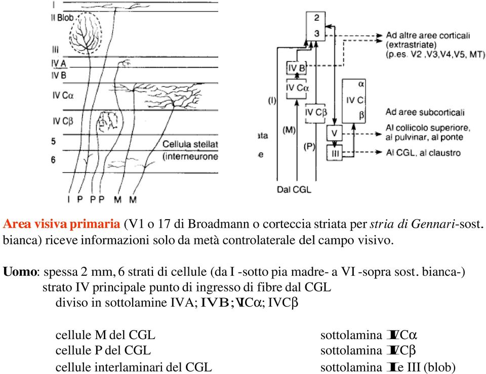 Uomo: spessa 2 mm, 6 strati di cellule (da I -sotto pia madre- a VI -sopra sost.