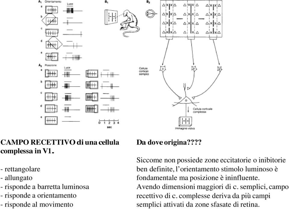 dove origina?