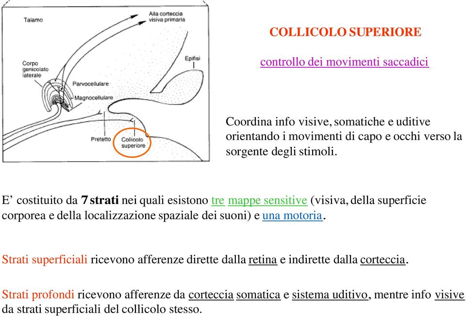 E costituito da 7 strati nei quali esistono tre mappe sensitive (visiva, della superficie corporea e della localizzazione spaziale dei