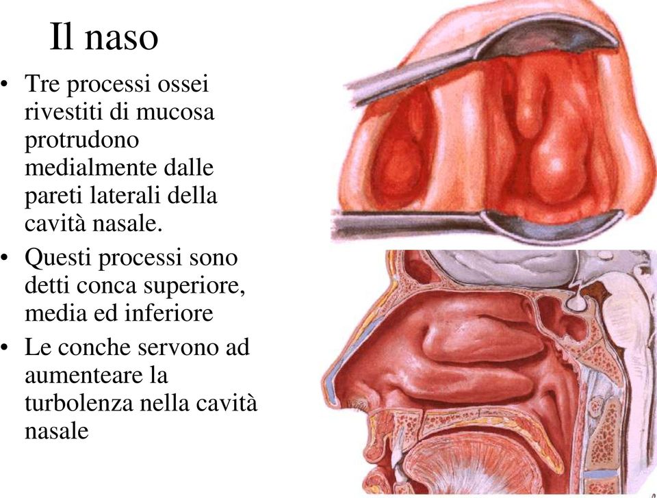 Questi processi sono detti conca superiore, media ed