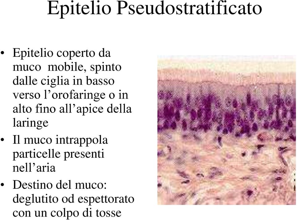 all apice della laringe Il muco intrappola particelle presenti