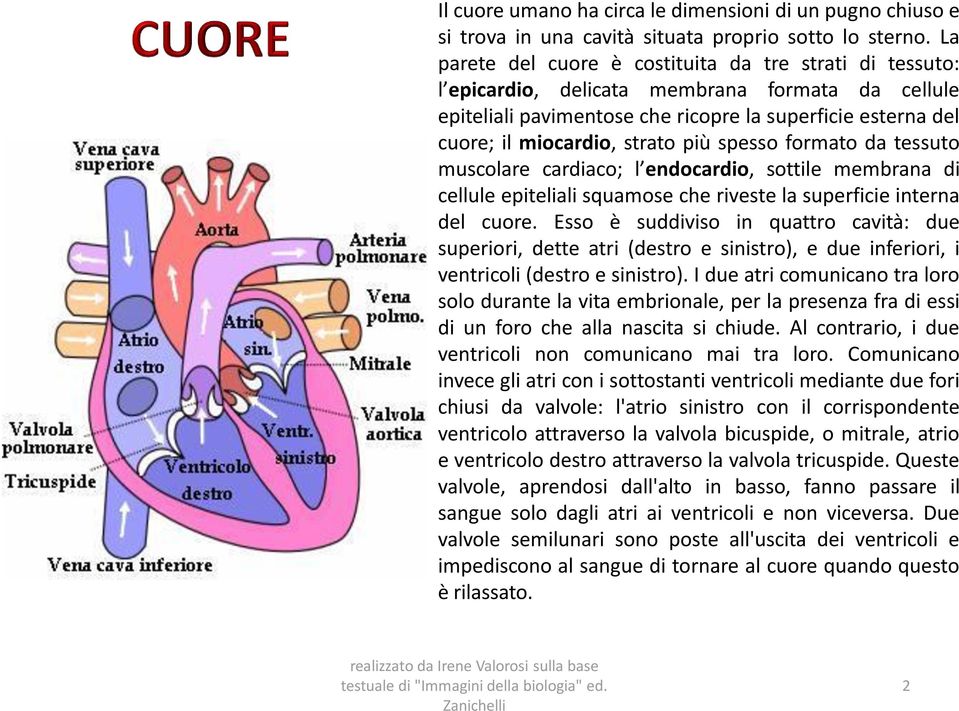 più spesso formato da tessuto muscolare cardiaco; l endocardio, sottile membrana di cellule epiteliali squamose che riveste la superficie interna del cuore.