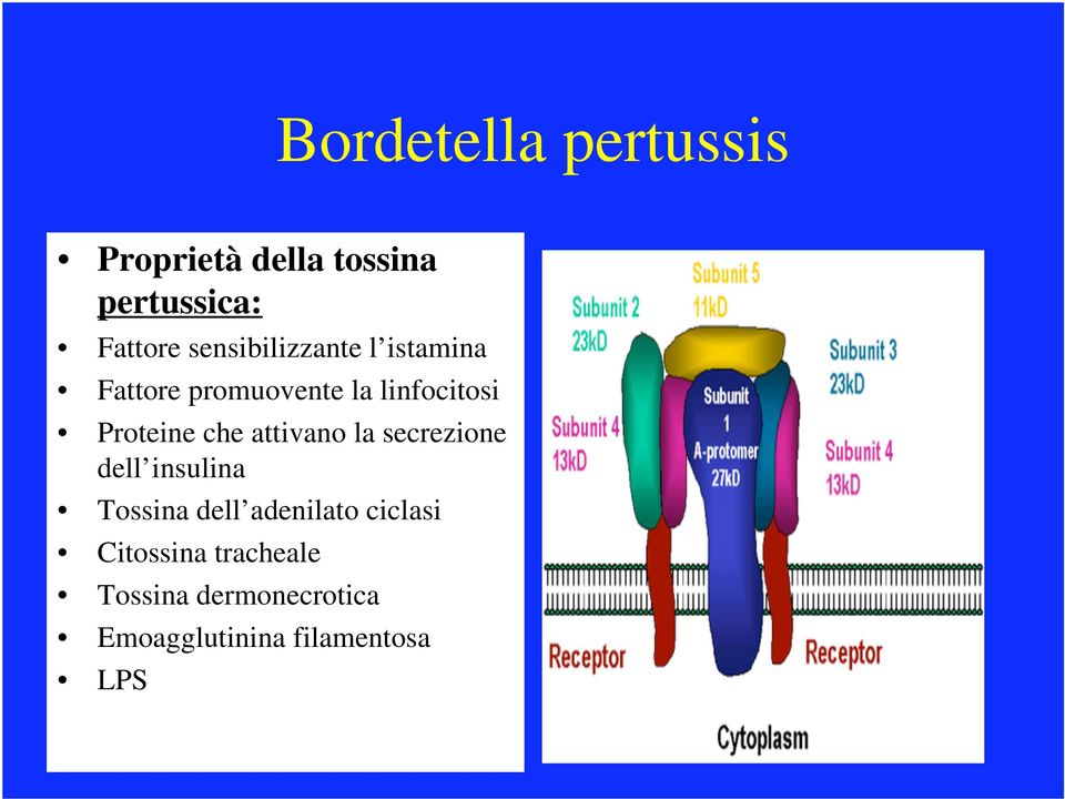 attivano la secrezione dell insulina Tossina dell adenilato