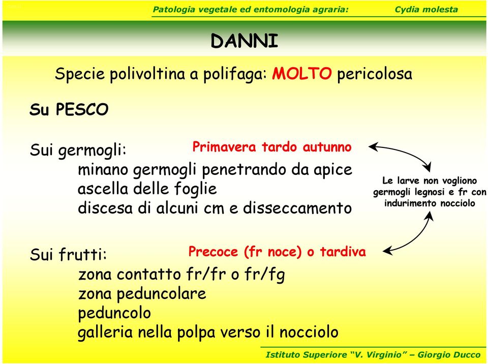 disseccamento Le larve non vogliono germogli legnosi e fr con indurimento nocciolo Precoce (fr noce)