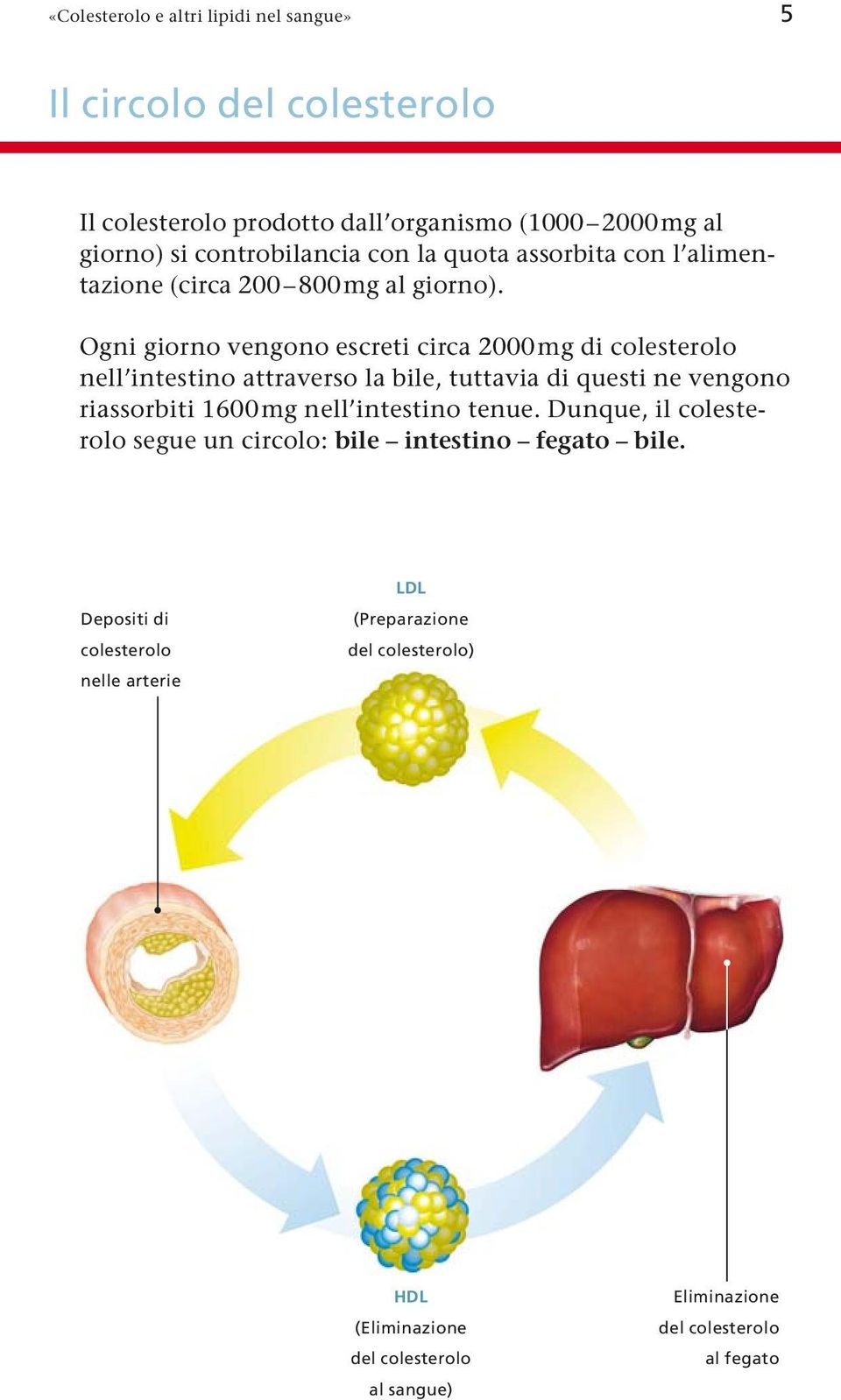 Ogni giorno vengono escreti circa 2000mg di colesterolo nell intestino attraverso la bile, tuttavia di questi ne vengono riassorbiti 1600mg nell