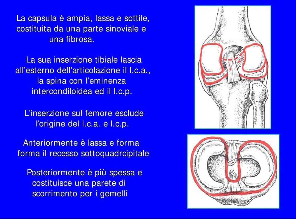 c.p. L inserzione sul femore esclude l origine del l.c.a. e l.c.p. Anteriormente è lassa e forma forma il