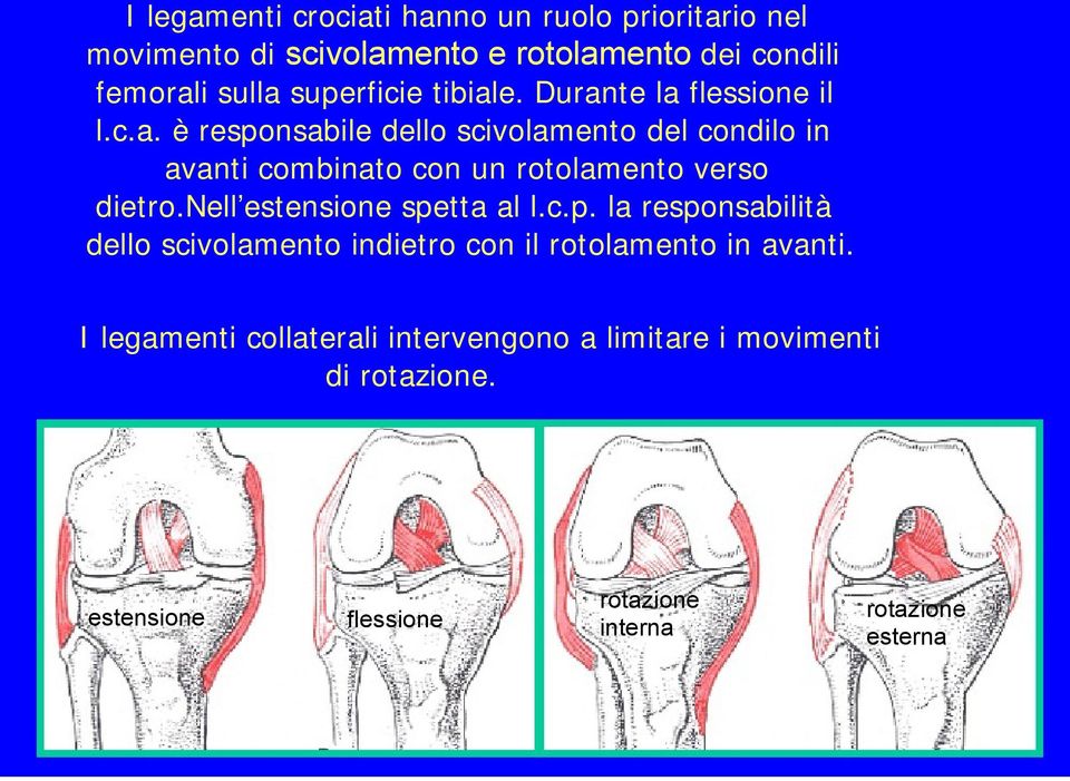 nell estensione spetta al l.c.p. la responsabilità dello scivolamento indietro con il rotolamento in avanti.