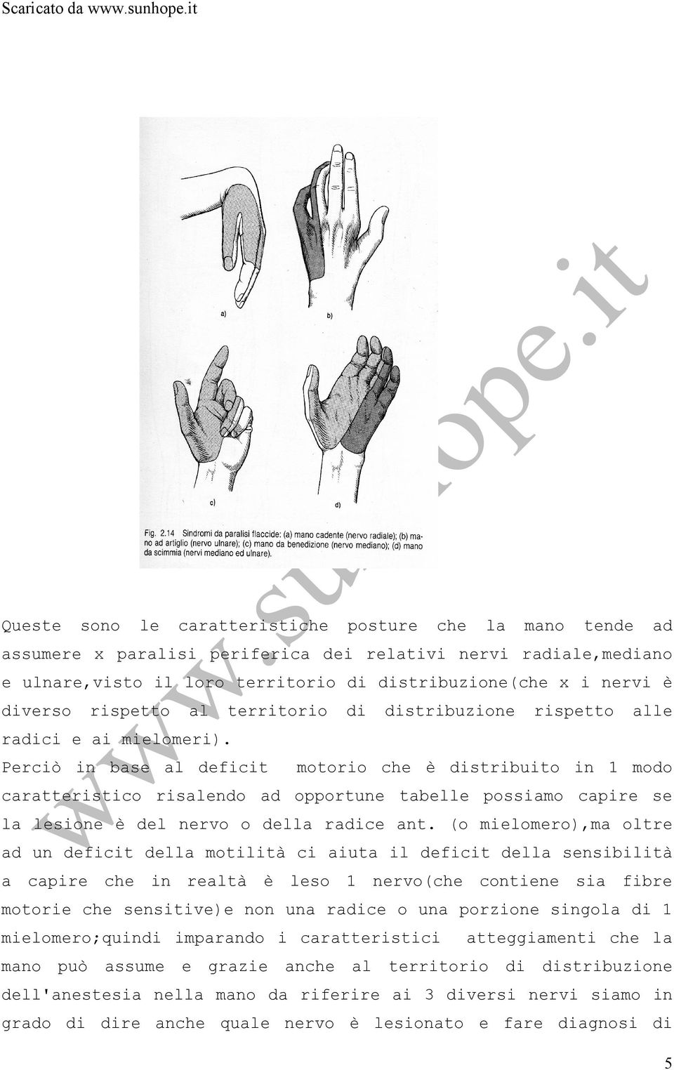 diverso rispetto al territorio di distribuzione rispetto alle radici e ai mielomeri).