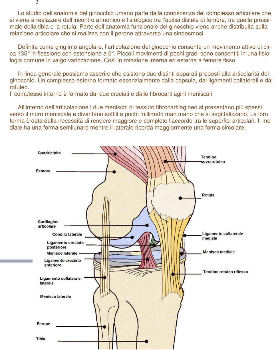 Definita come ginglimo angolare, l articolazione del ginocchio consente un movimento attivo di circa 135 in flessione con estensione a 0.