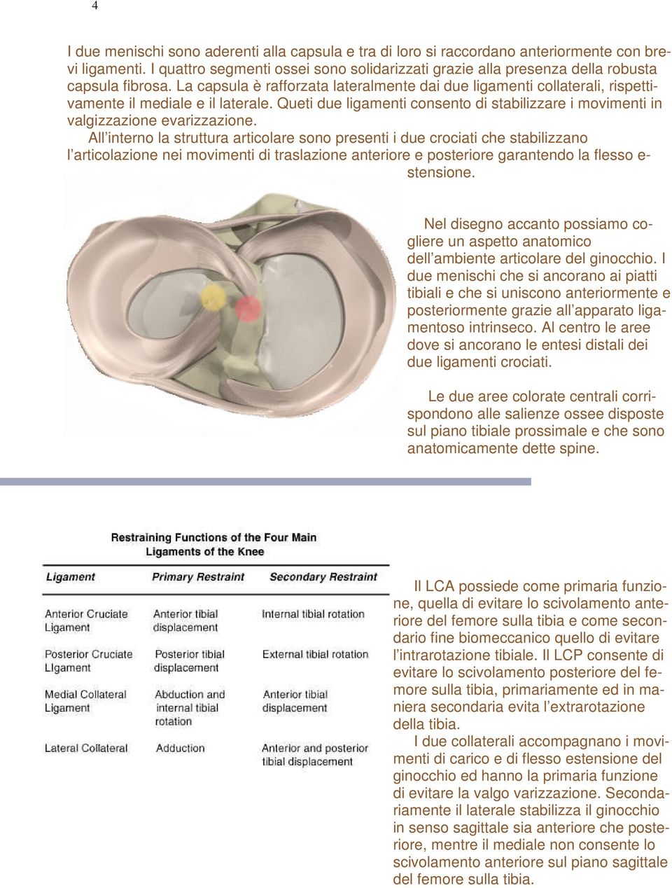 La capsula è rafforzata lateralmente dai due ligamenti collaterali, rispettivamente il mediale e il laterale. Queti due ligamenti consento di stabilizzare i movimenti in valgizzazione evarizzazione.