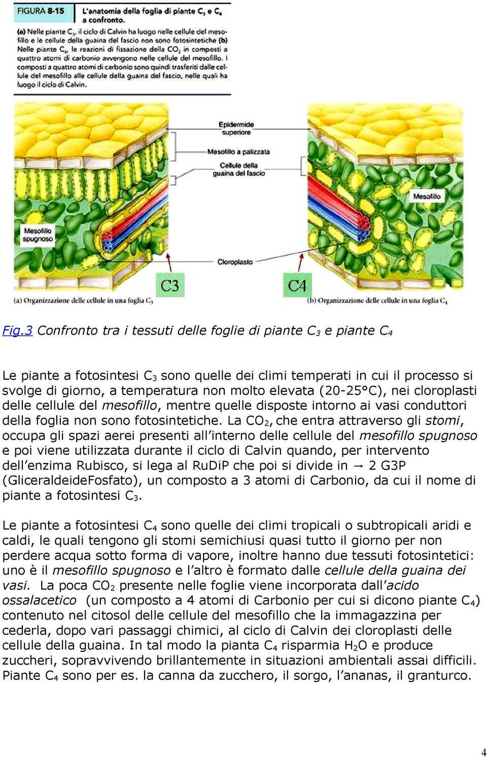La CO 2, che entra attraverso gli stomi, occupa gli spazi aerei presenti all interno delle cellule del mesofillo spugnoso e poi viene utilizzata durante il ciclo di Calvin quando, per intervento dell