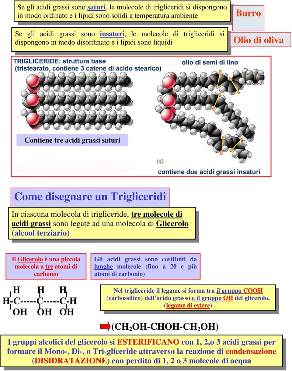 molecole di acidi grassi sono legate ad una molecola di Glicerolo (alcool terziario) Il Glicerolo è una piccola molecola a tre atomi di carbonio Gli acidi grassi sono costituiti da lunghe molecole