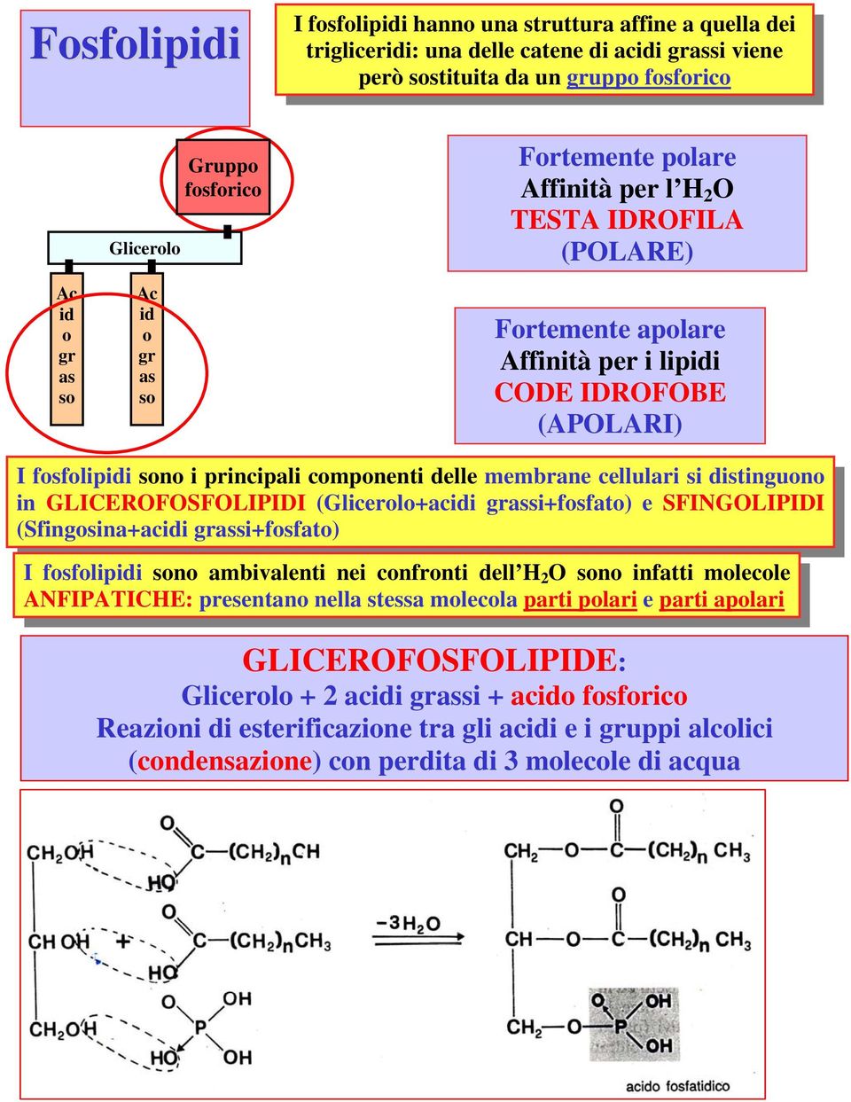 membrane cellulari si distinguono in GLICEROFOSFOLIPIDI (Glicerolo+acidi grassi+fosfato) e SFINGOLIPIDI (Sfingosina+acidi grassi+fosfato) I fosfolipidi sono ambivalenti nei confronti dell H 2 O sono