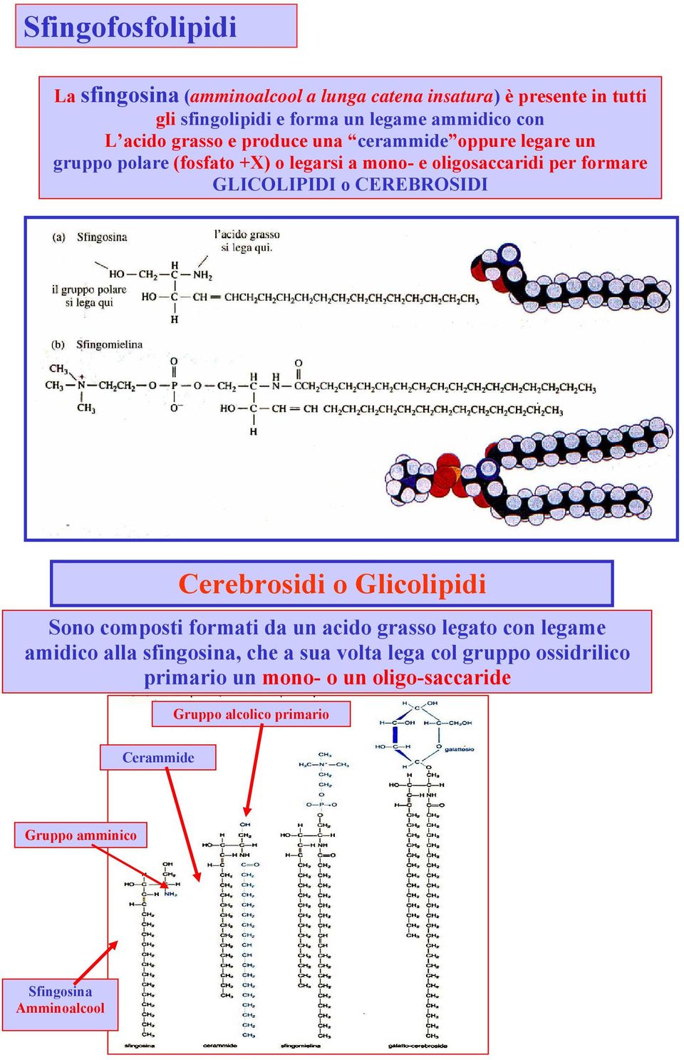 o CEREBROSIDI Cerebrosidi o Glicolipidi Sono composti formati da un acido grasso legato con legame amidico alla sfingosina, che a sua volta