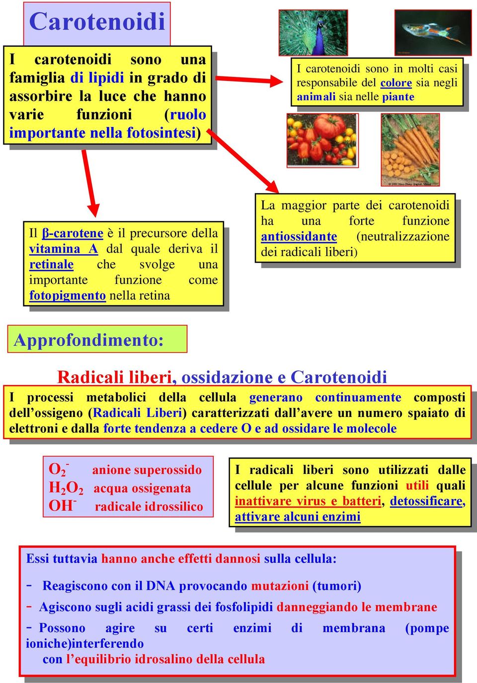 parte dei carotenoidi ha una forte funzione antiossidante (neutralizzazione dei radicali liberi) Approfondimento: Radicali liberi, ossidazione e Carotenoidi I processi metabolici della cellula