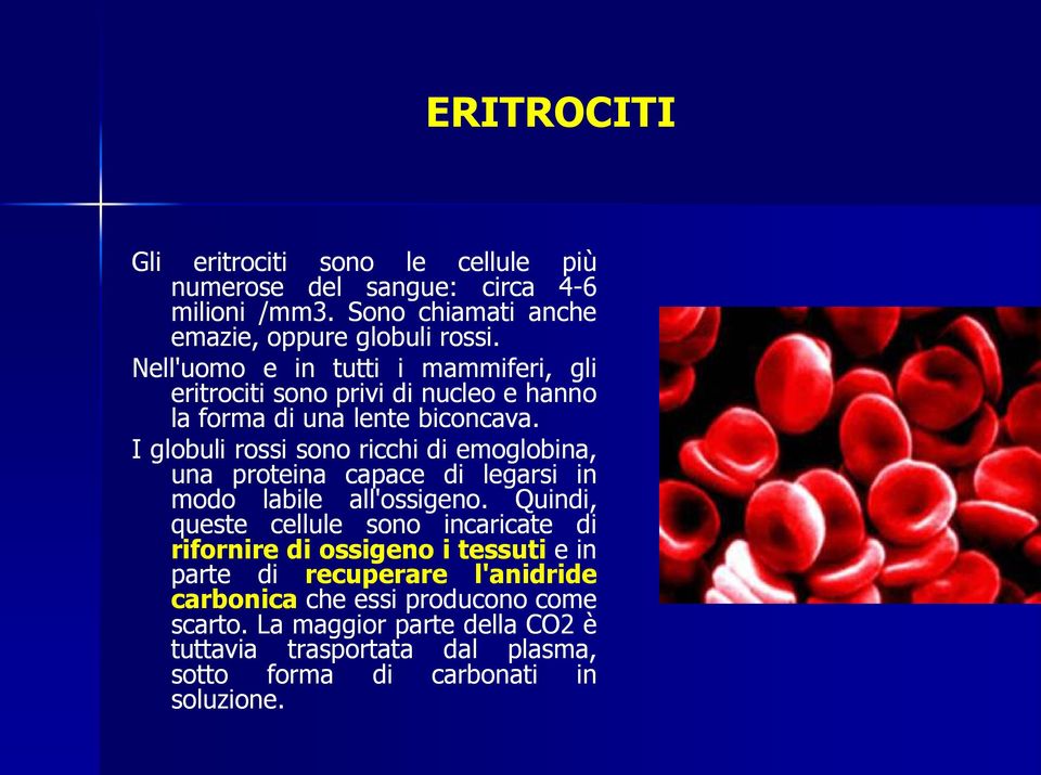 I globuli rossi sono ricchi di emoglobina, una proteina capace di legarsi in modo labile all'ossigeno.