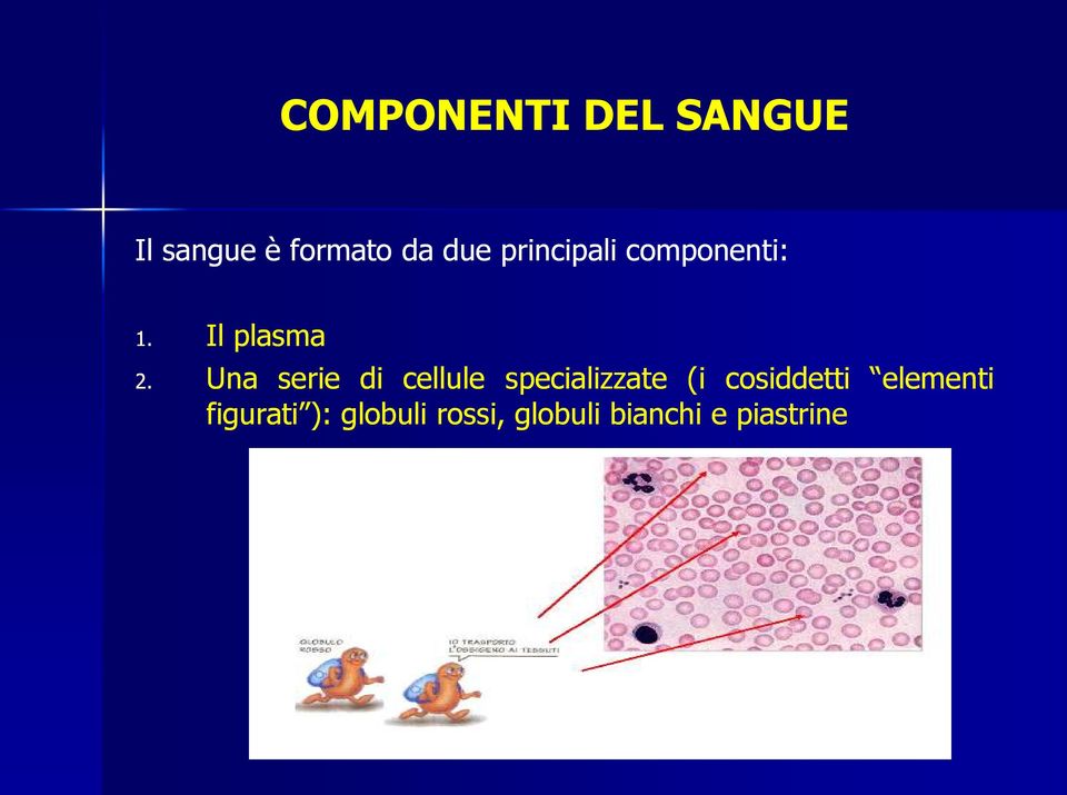 Una serie di cellule specializzate (i cosiddetti