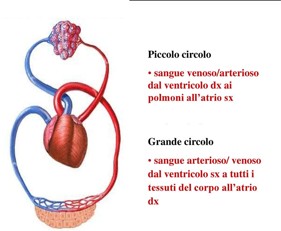 circolo sangue arterioso/ venoso dal