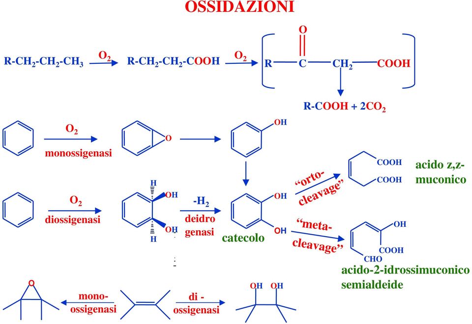 genasi catecolo di - ossigenasi - + 2 2 acido