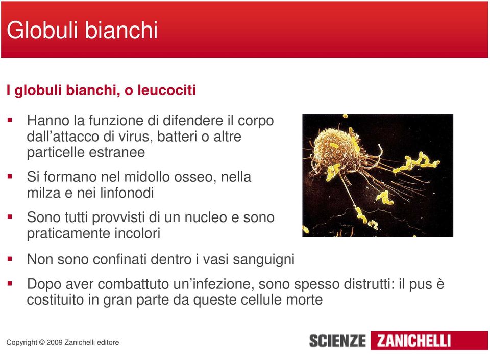 tutti provvisti di un nucleo e sono praticamente incolori Non sono confinati dentro i vasi sanguigni Dopo