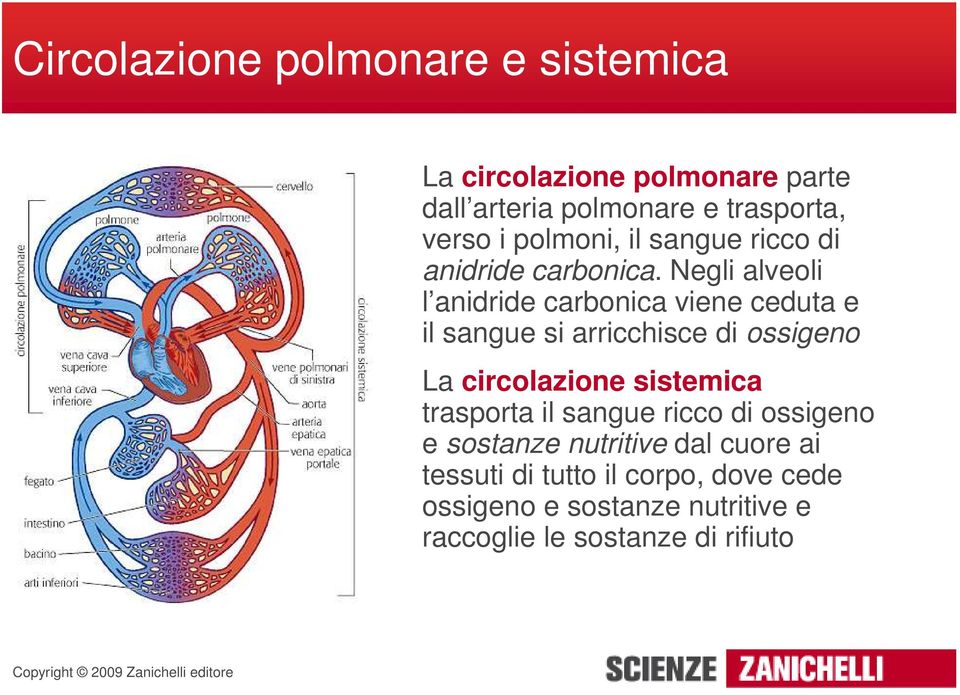 Negli alveoli l anidride carbonica viene ceduta e il sangue si arricchisce di ossigeno La circolazione