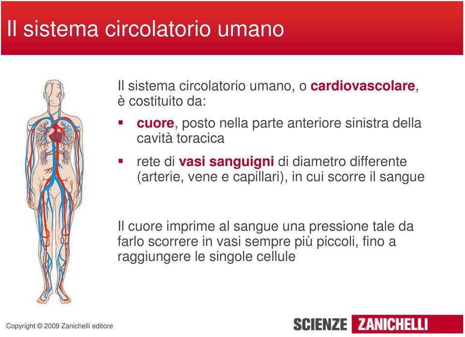 diametro differente (arterie, vene e capillari), in cui scorre il sangue Il cuore imprime al