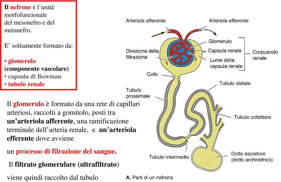 una rete di capillari arteriosi, raccolti a gomitolo, posti tra un arteriola afferente, una ramificazione terminale