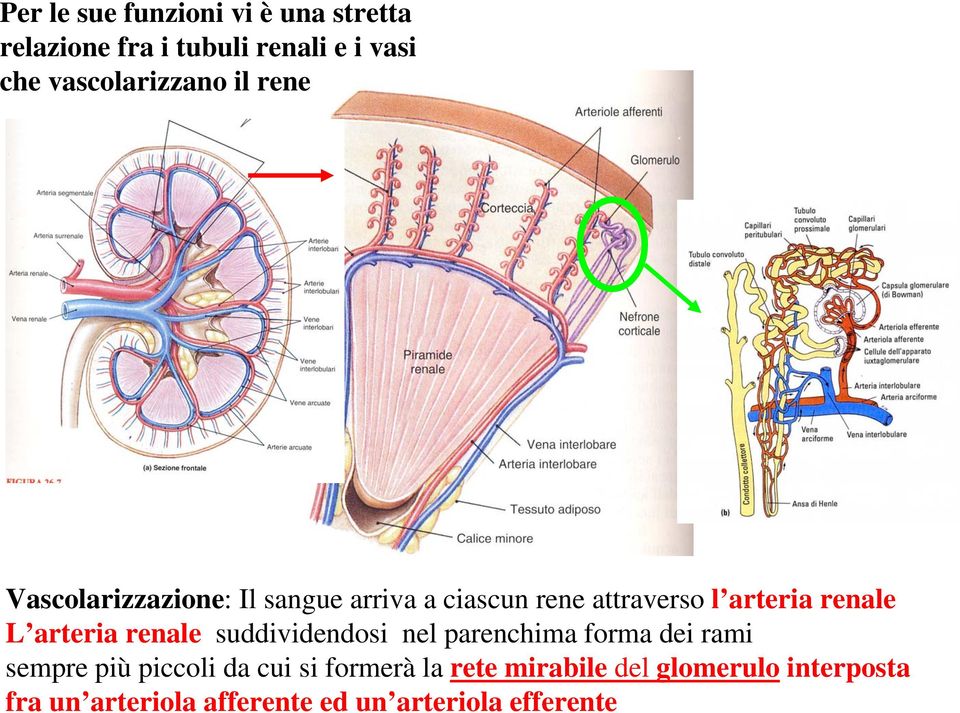 arteria renale L arteria renale suddividendosi nel parenchima forma dei rami sempre più