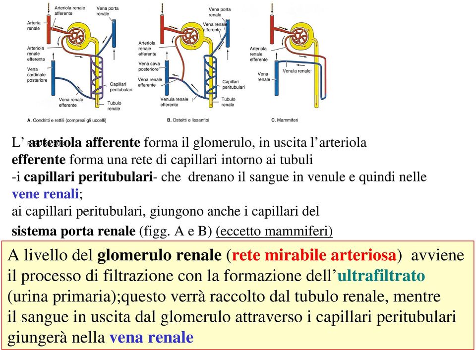 A e B) (eccetto mammiferi) A livello del glomerulo renale (rete mirabile arteriosa) avviene il processo di filtrazione con la formazione dell