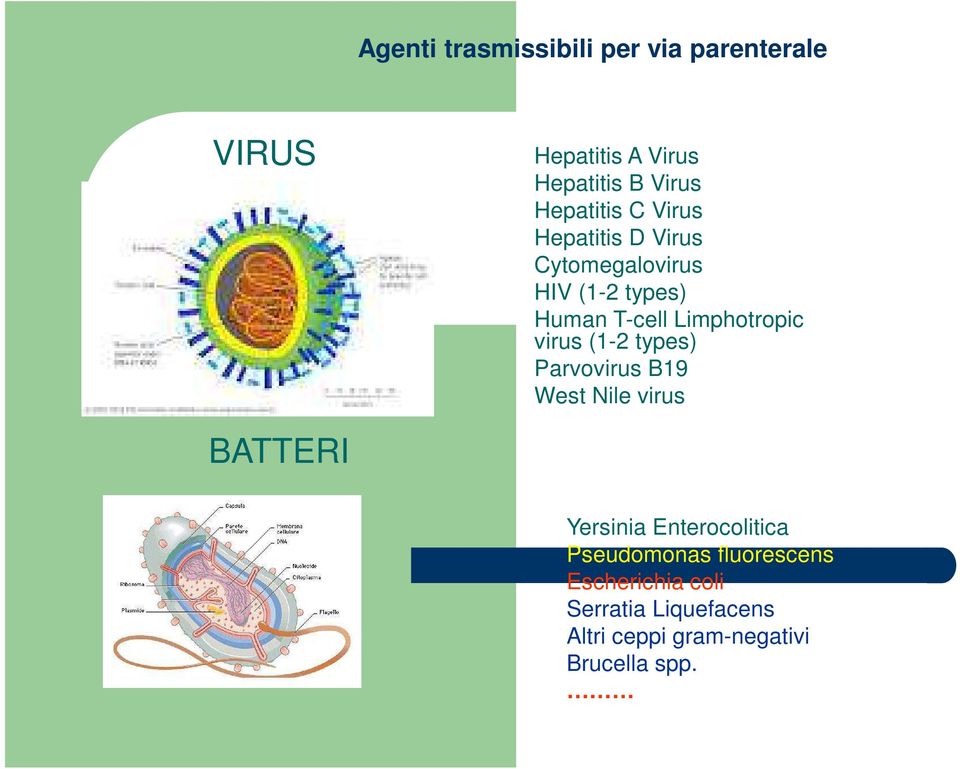 Limphotropic virus (1-2 types) Parvovirus B19 West Nile virus BATTERI Yersinia