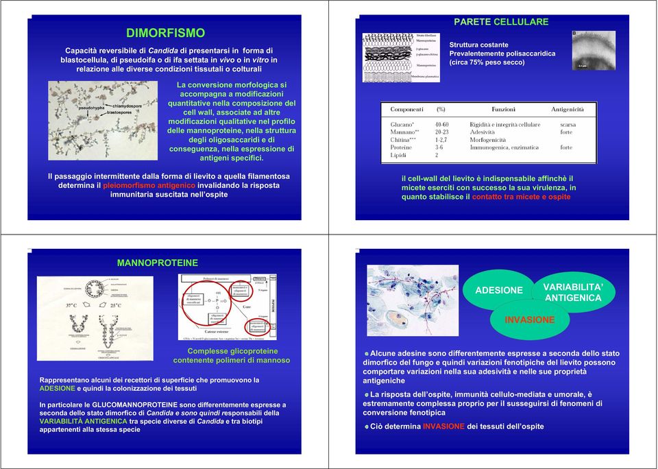 ad altre modificazioni qualitative nel profilo delle mannoproteine, nella struttura degli oligosaccaridi e di conseguenza, nella espressione di antigeni specifici.