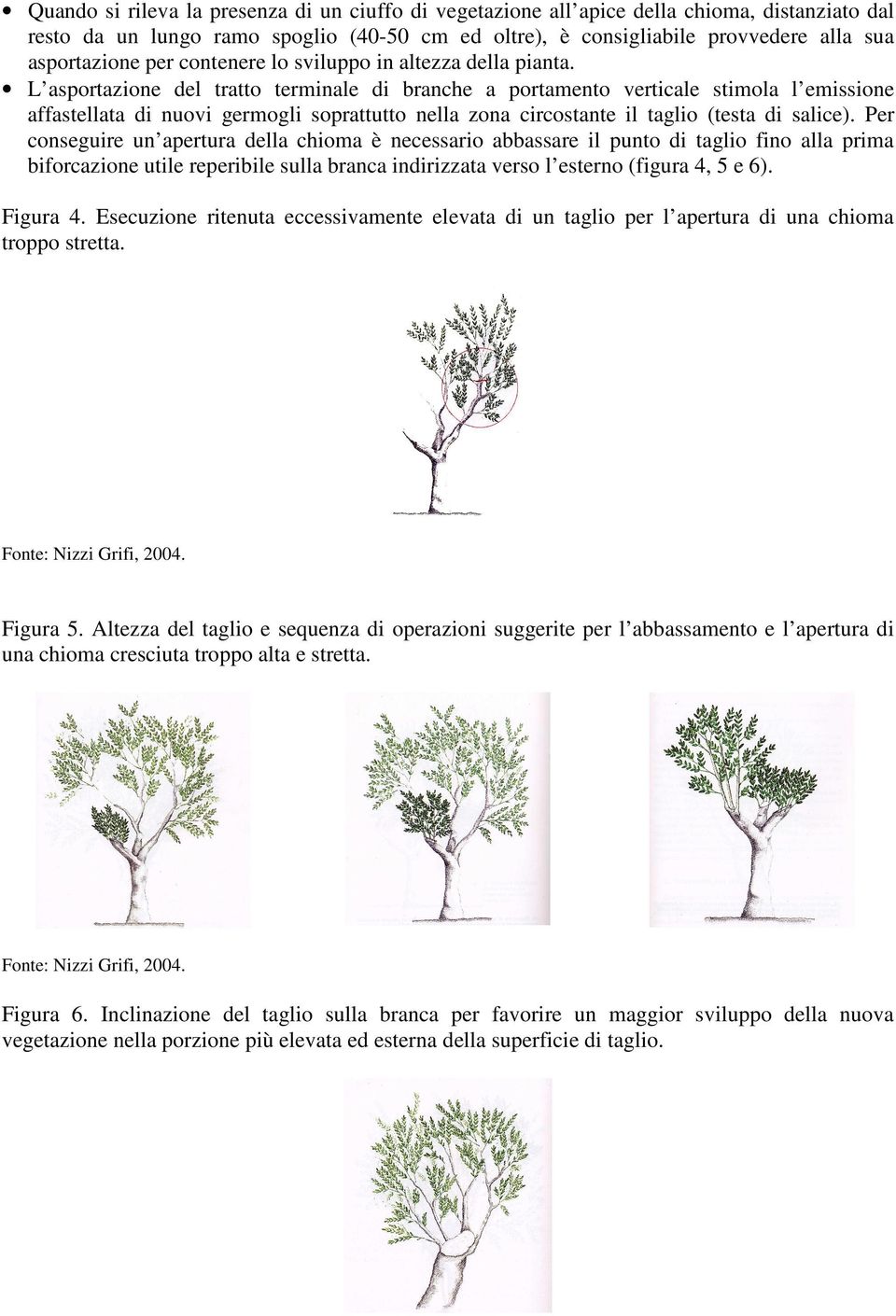 L asportazione del tratto terminale di branche a portamento verticale stimola l emissione affastellata di nuovi germogli soprattutto nella zona circostante il taglio (testa di salice).