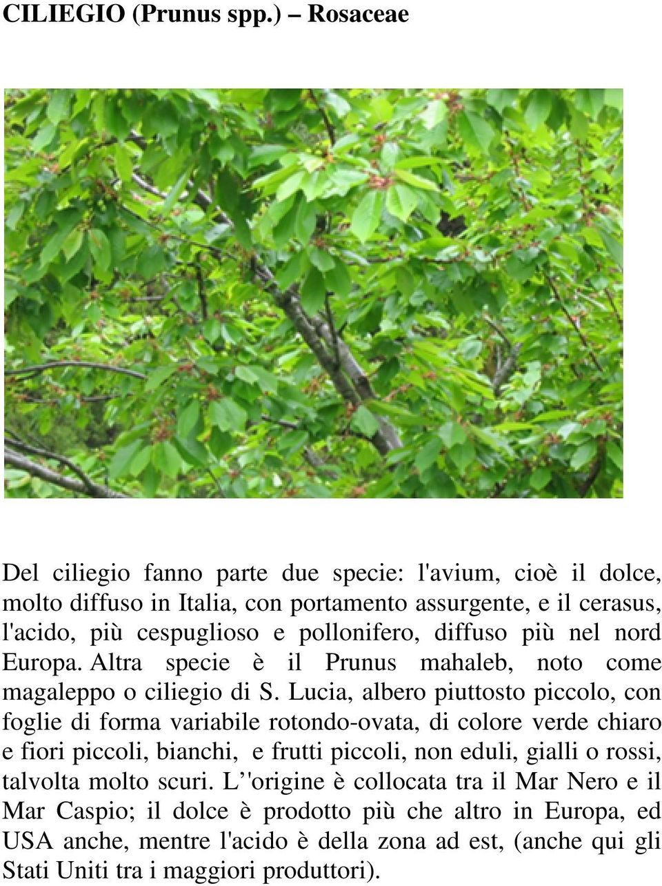 pollonifero, diffuso più nel nord Europa. Altra specie è il Prunus mahaleb, noto come magaleppo o ciliegio di S.
